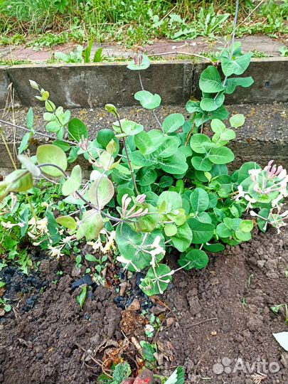 Жимолость каприфоль