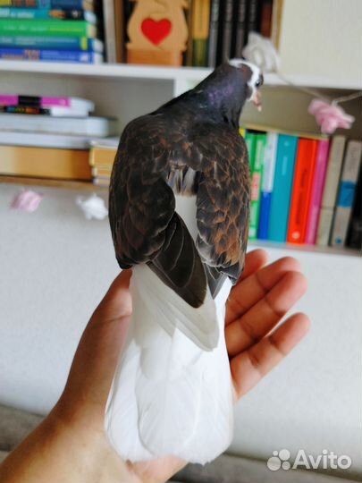 Ручной птенец голубя