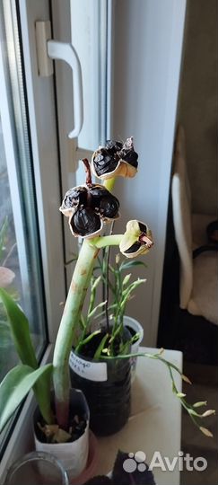 Minerva copтовая амариллис