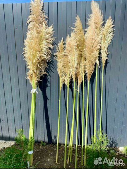 Кортадерия