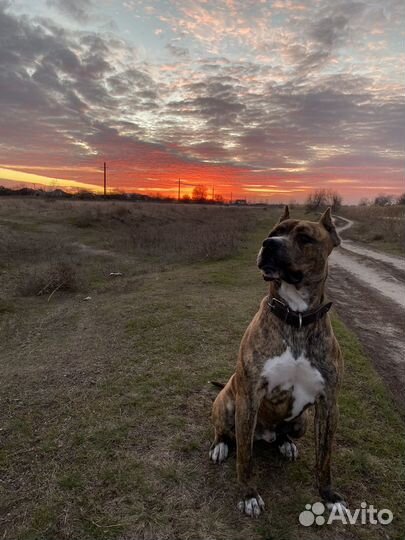 Стаффордширский терьер вязка