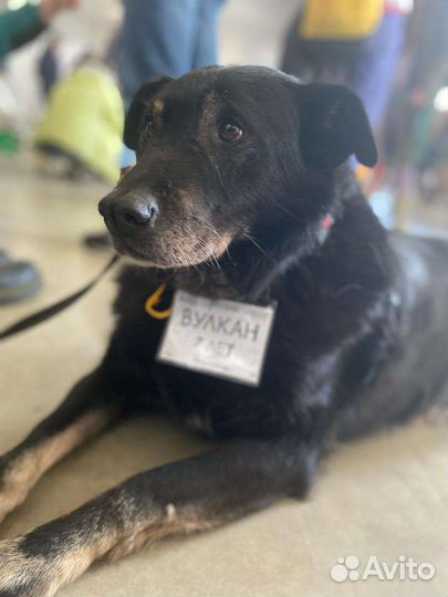 Добрая собака из приюта