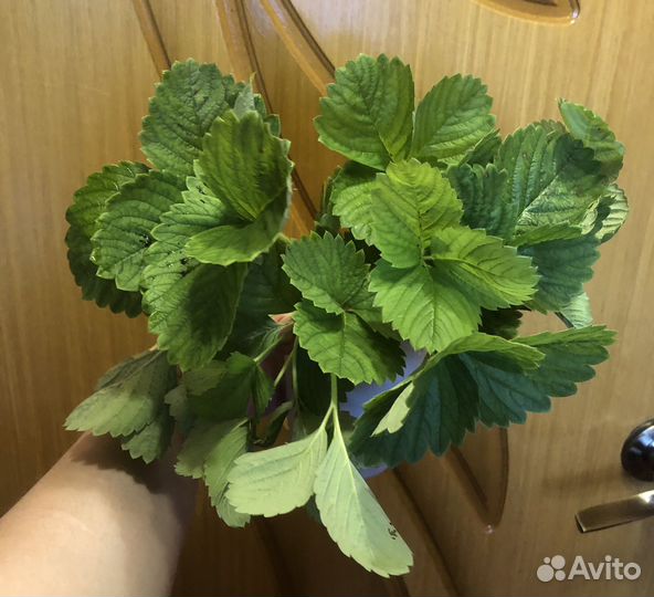 Усы клубники