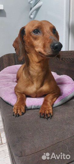 Такса Лаки ищет дом