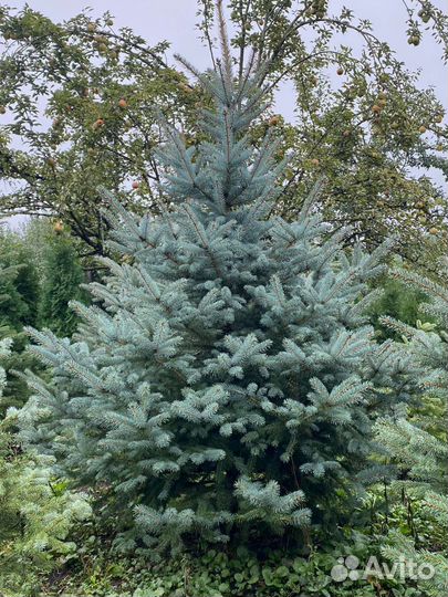 Туи всех сортов, можжевельники, ëлки