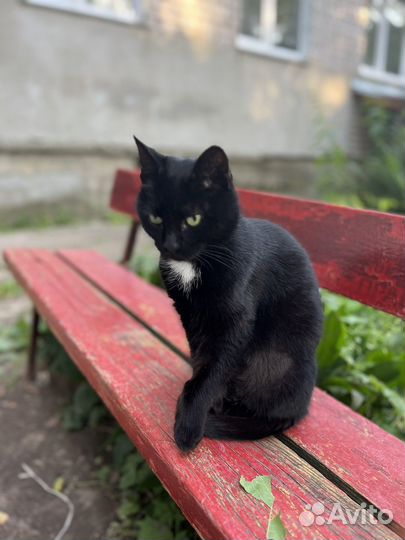 Кошка
