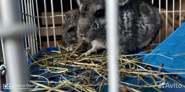 Чудесные ручные детки шиншилл 2 месяца