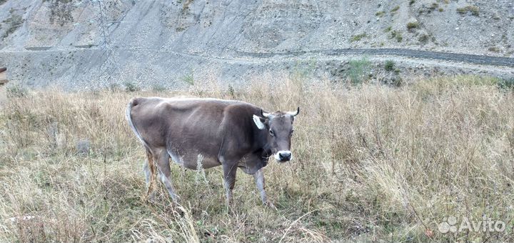 Коровы нетели