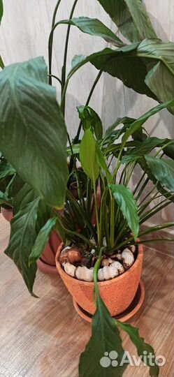 Комнатное цветущее растение Спатифиллум