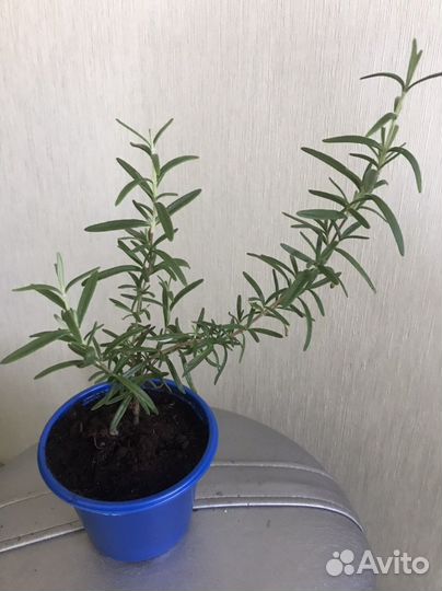 Розмарин в горшке