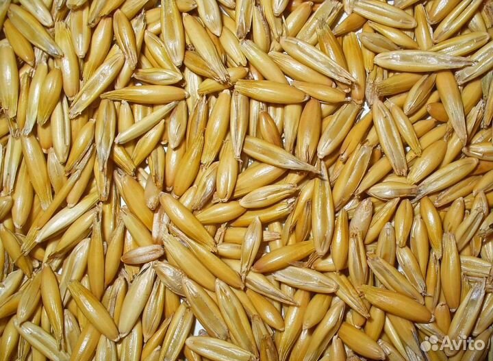 Пшеница озимая, Семечко на корм