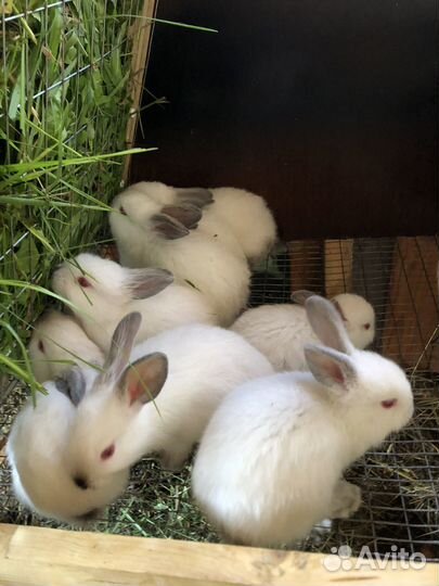 Продаю крольчать калифольнийцы