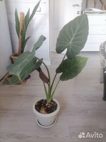 Комнатные растения : пальма, алоказия, фикус