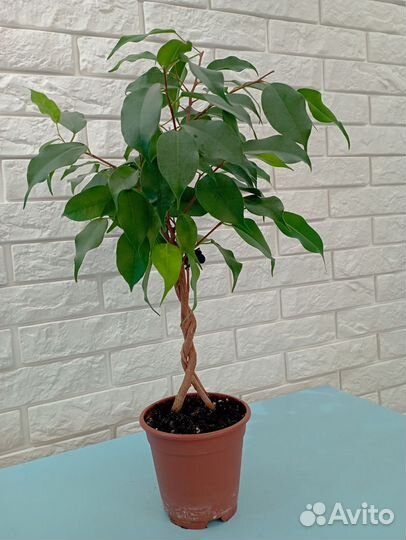 Фикус бенджамина