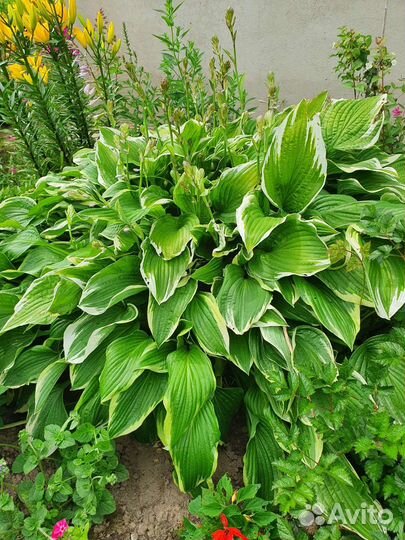 Хоста, ромашка садовая крупная, ромашка махровая