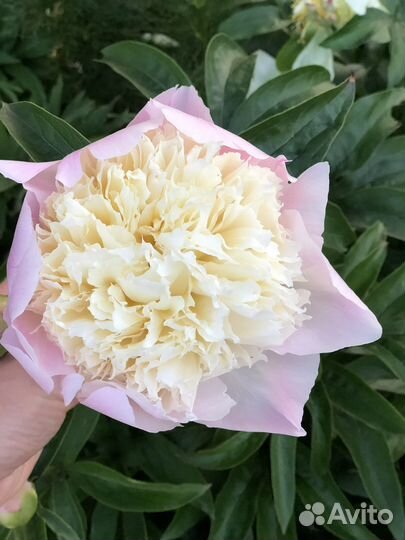 Пионы саженцы