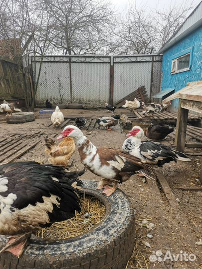 Инкубационное яйцо индоутки