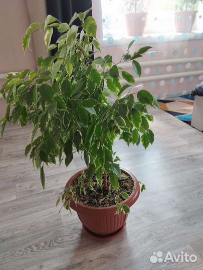 Продам цветы комнатные