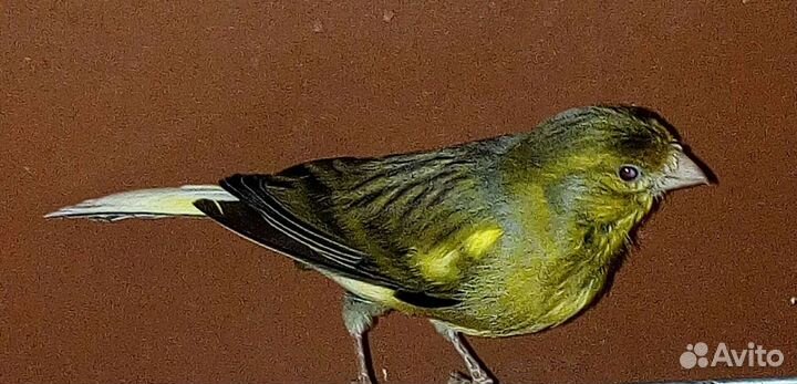 Продам канареек и кенарей