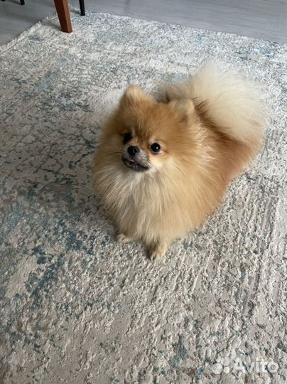 Немецкий шпиц мини вязка кобел