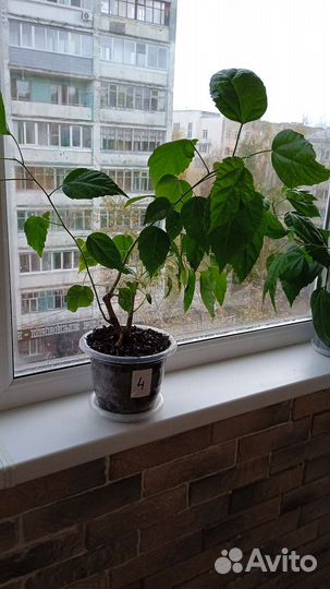 Гибискус китайская роза