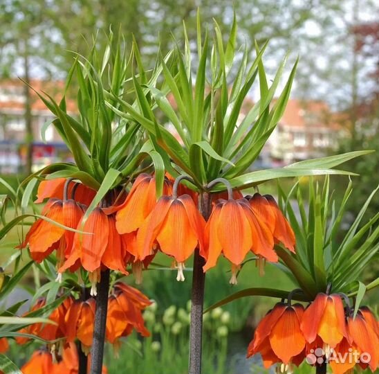 Луковицы рябчика императорского