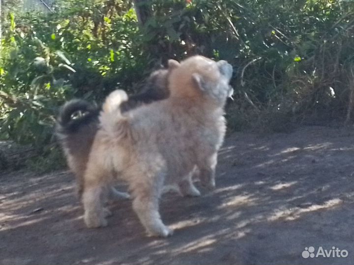 Отдам в добрые руки щенков