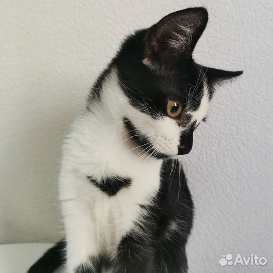 Котенок девочка ждёт семью