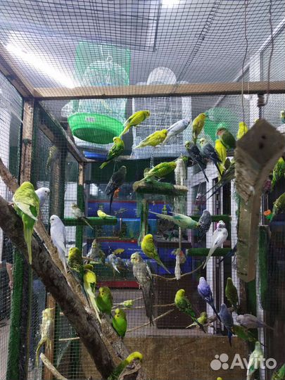 Волнистый попугай