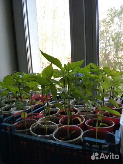 Рассада помидор и перцев