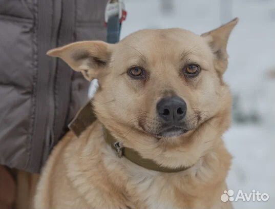 Челси в добрые руки