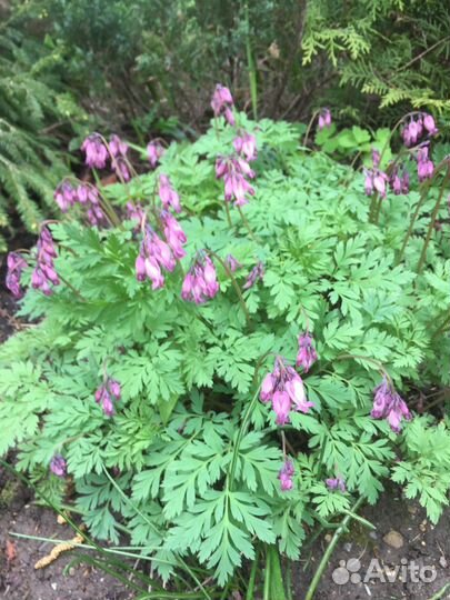 Сирень и другие цветы для дачи