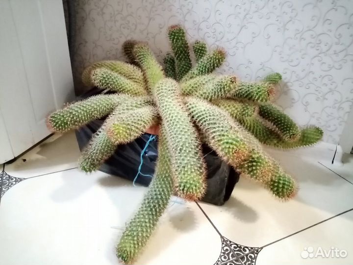 Кактус здоровенный