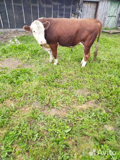 Бык герефорд