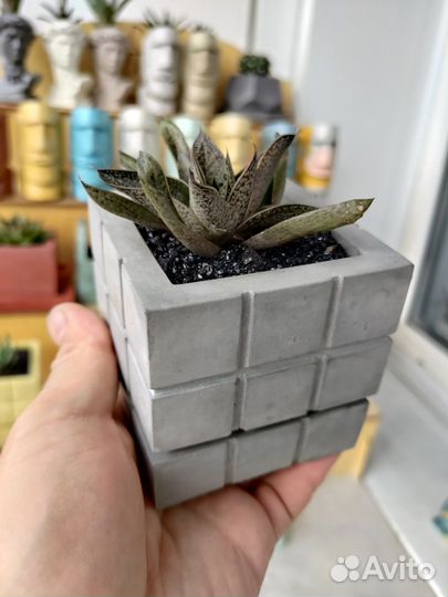 Суккуленты