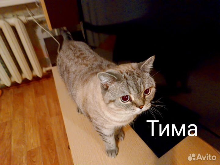 Британская кошка