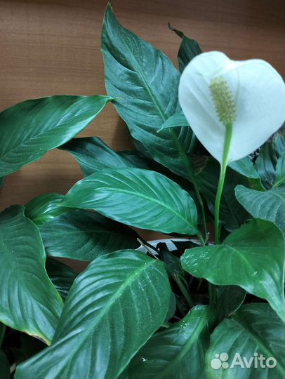 Спатифиллум