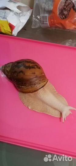 Улитка Ахатина - ахатина Тигр