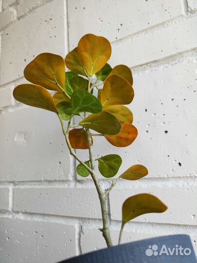 Фикус Голден Ливз