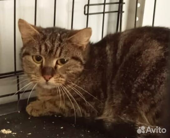 Мне очень нужен уютный дом