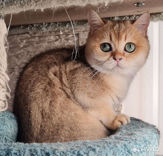 Шотландский кот для вязки золотая шиншилла