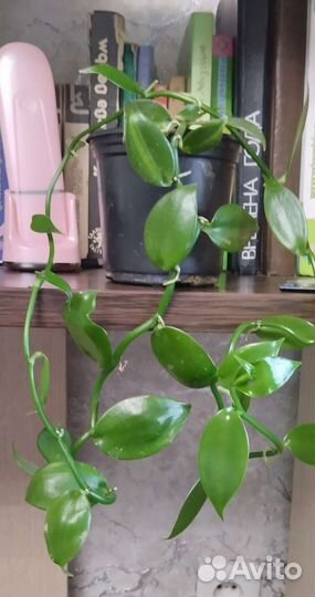 Ванильная орхидея