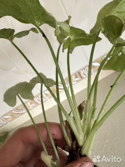 Сингониум милк конфетти и триколор