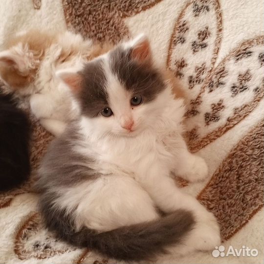 Котята бесплатно
