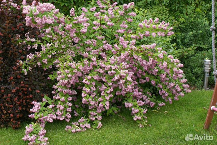 Дейция гибридная Строуберри филд