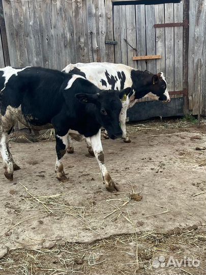 Бычки сементалки