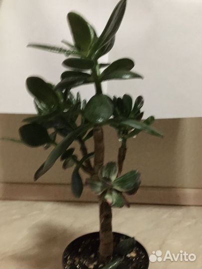 Красула (толстянка) сортавая