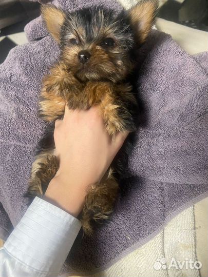 Йоркширский терьер мини беби фейс
