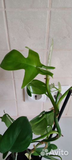 Филодендрон