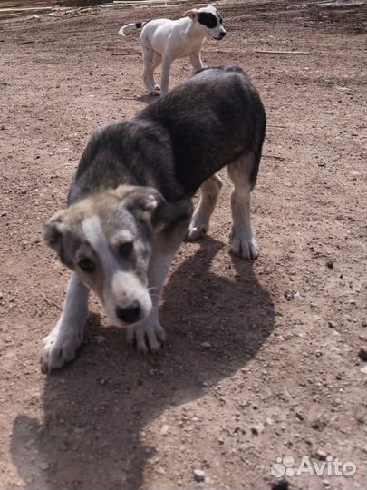 Друг человека